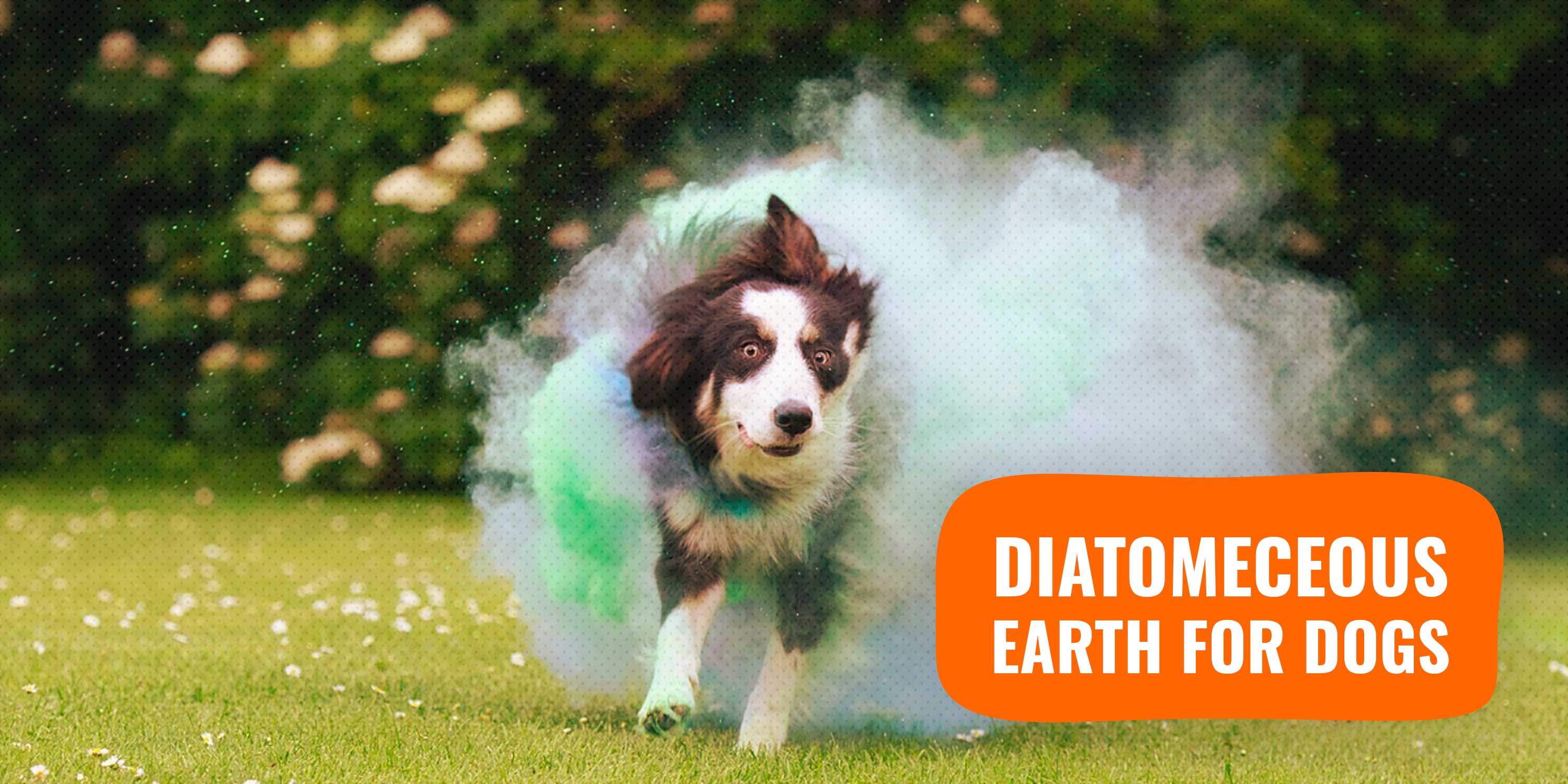 Diatomaceous Earth For Dogs The Best Natural Killer Of Parasites