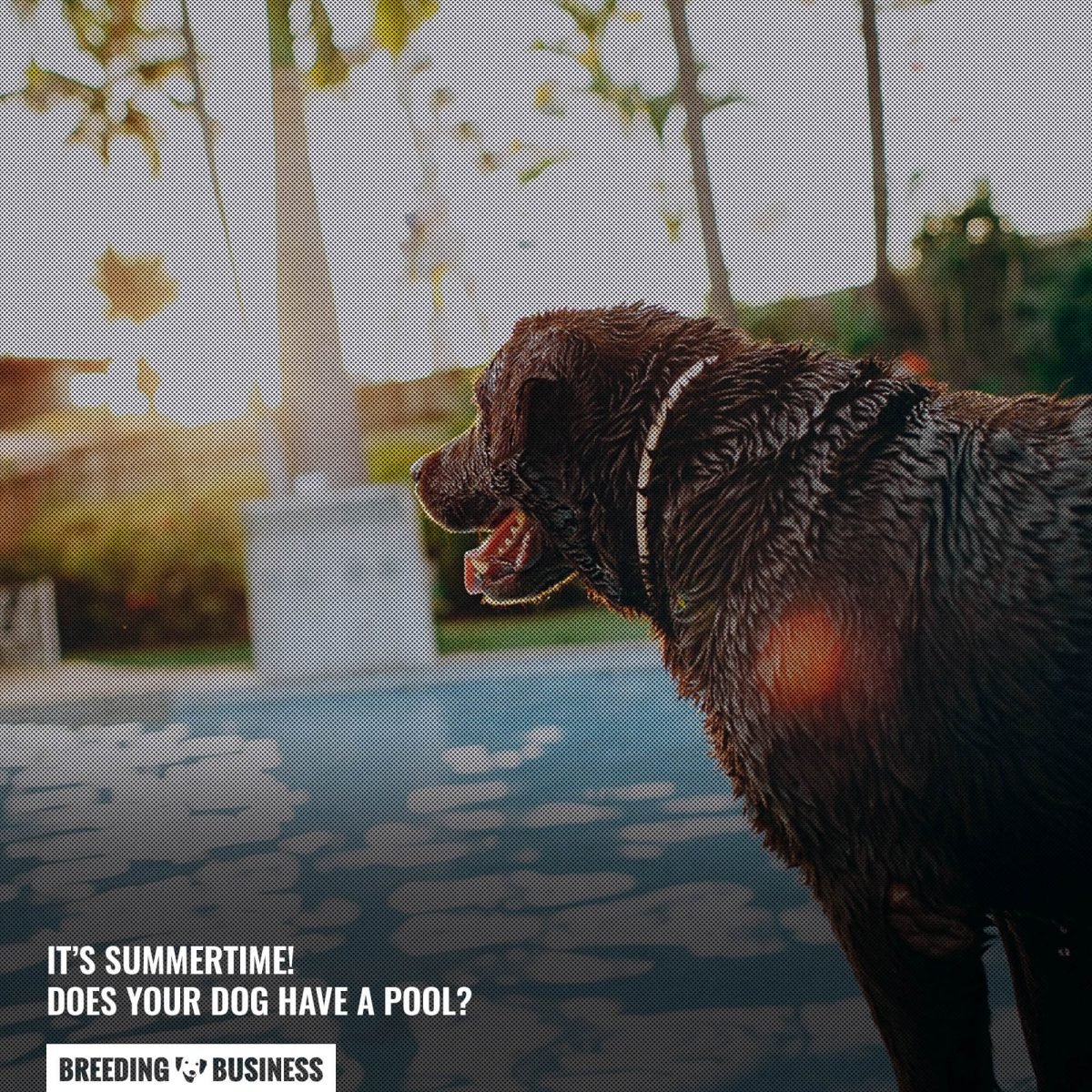 Does your dog have a pool?