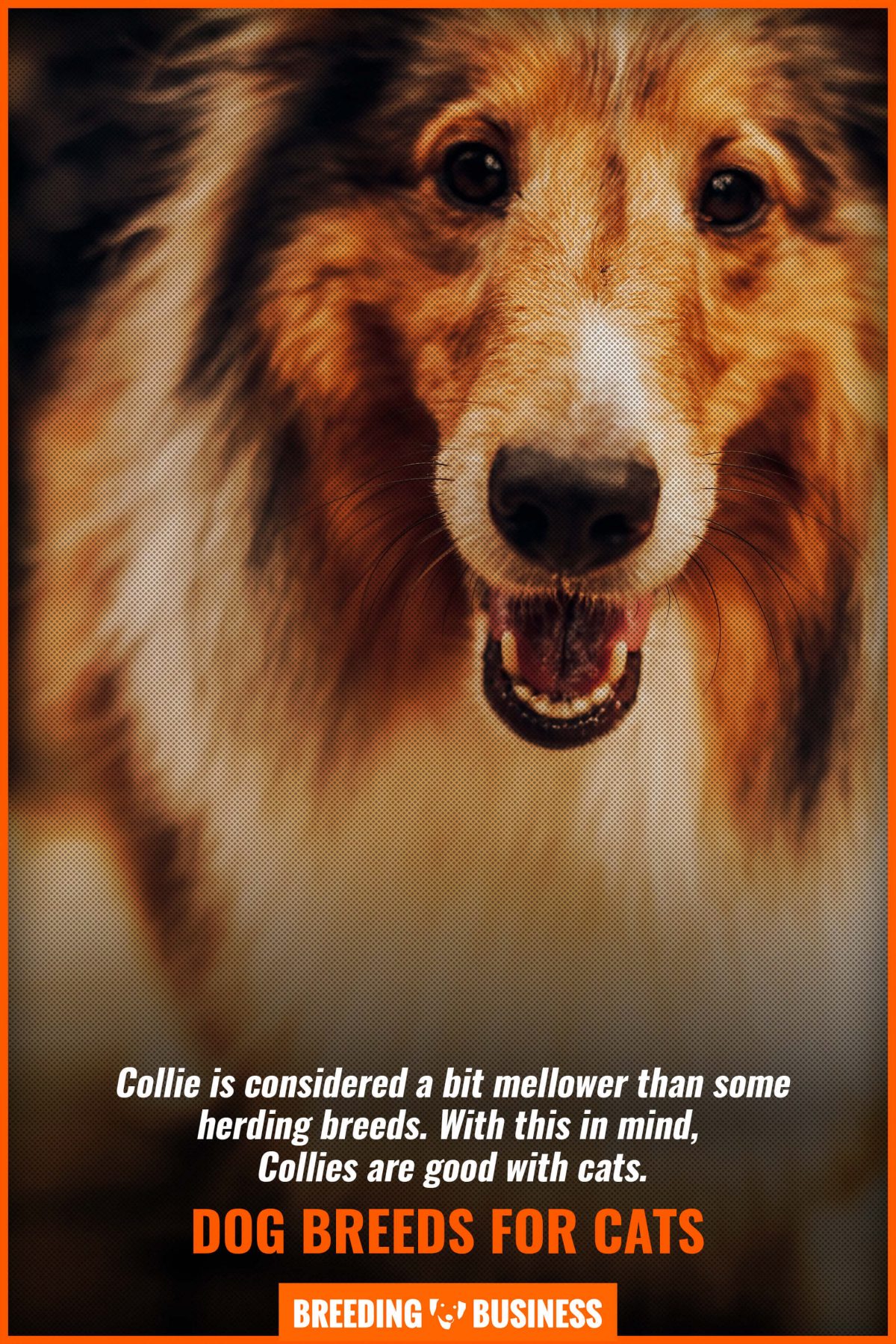 dog-breeds-for-cats