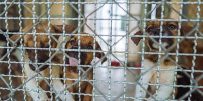 Interview with the National Alliance for Dog Breeding Reform