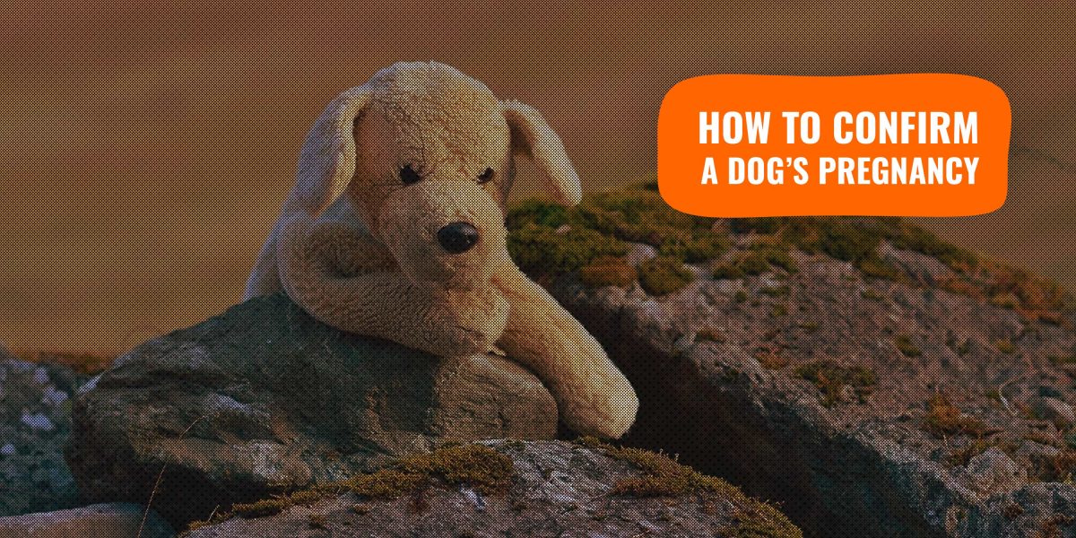 How To Confirm a Dog's Pregnancy & Avoid Pseudopregnancy