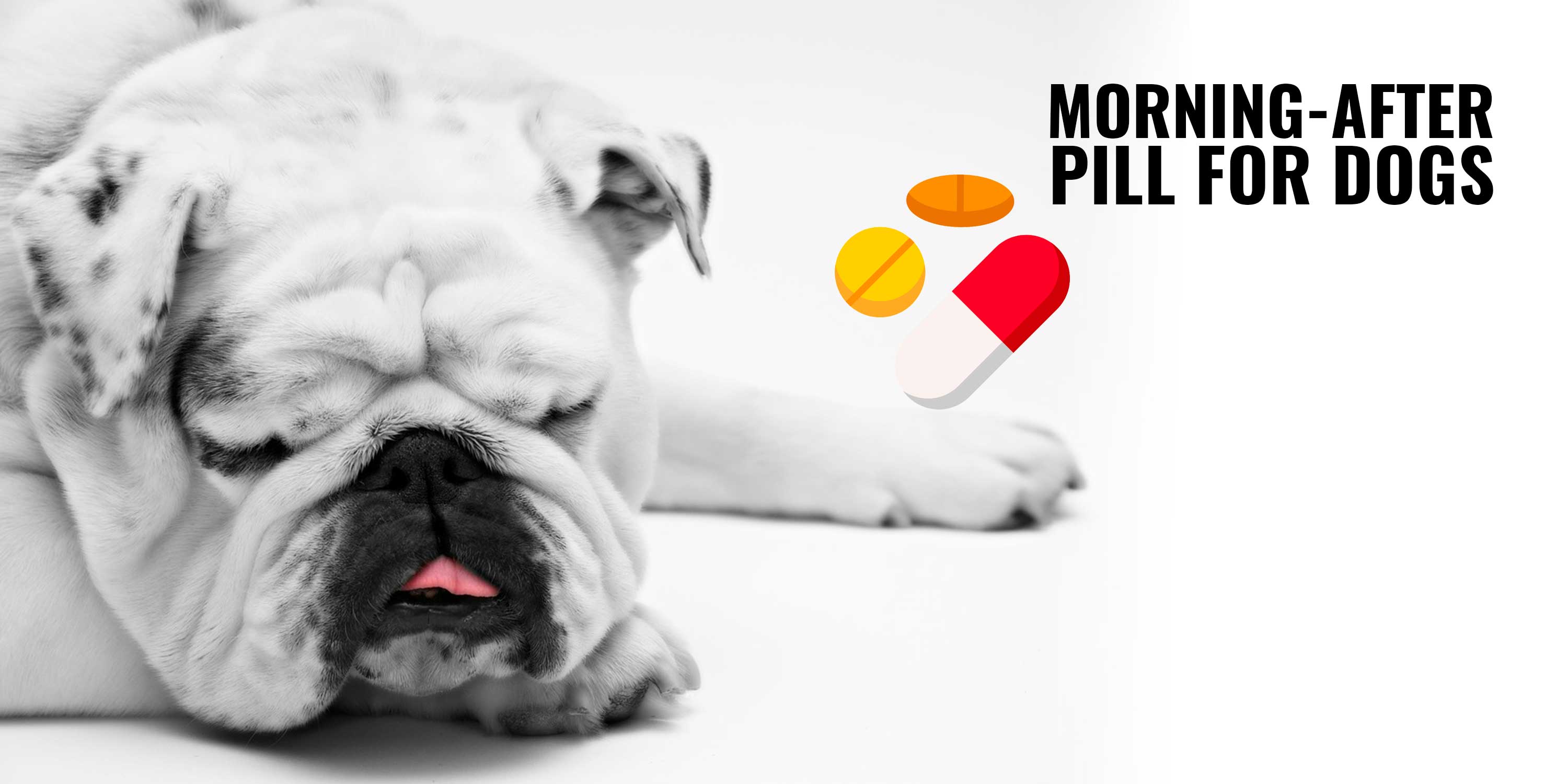 morning after pill for dogs