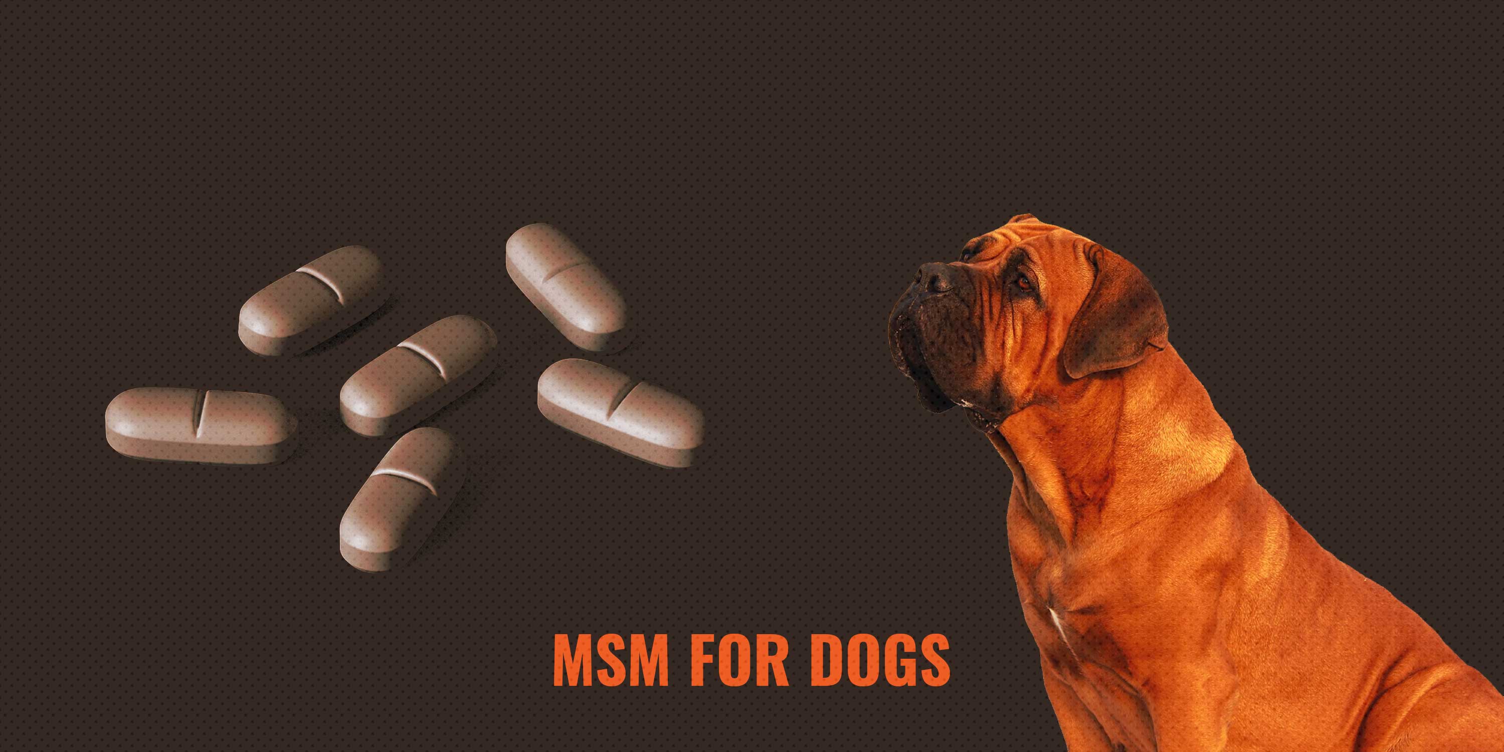 msm for dogs