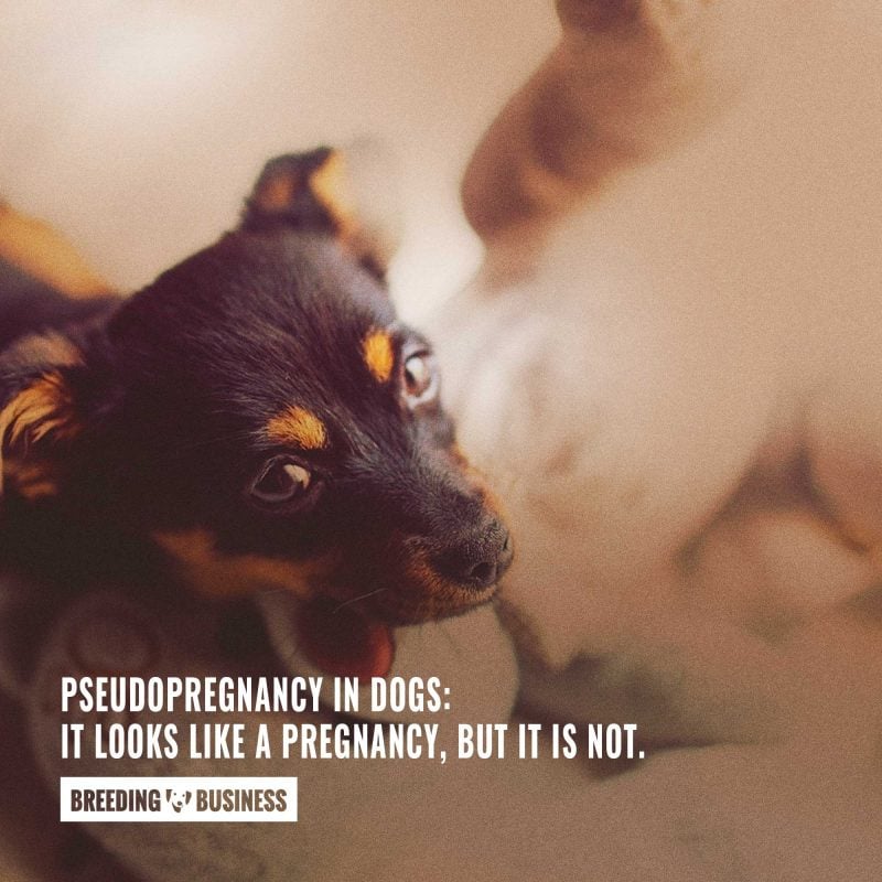 Pseudopregnancy in dogs: it looks like a pregnancy, but it is not.