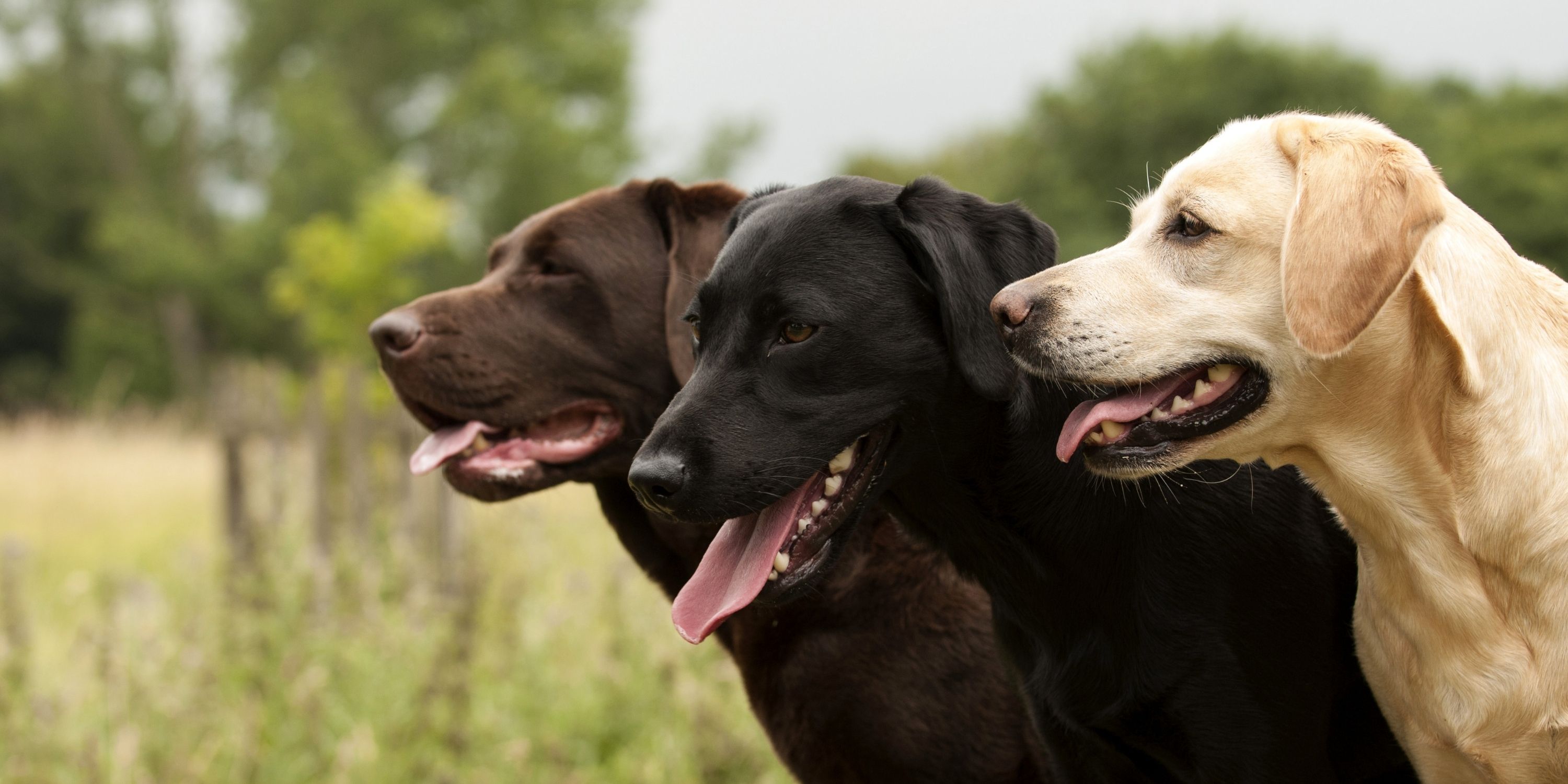 easiest dog breeds to train