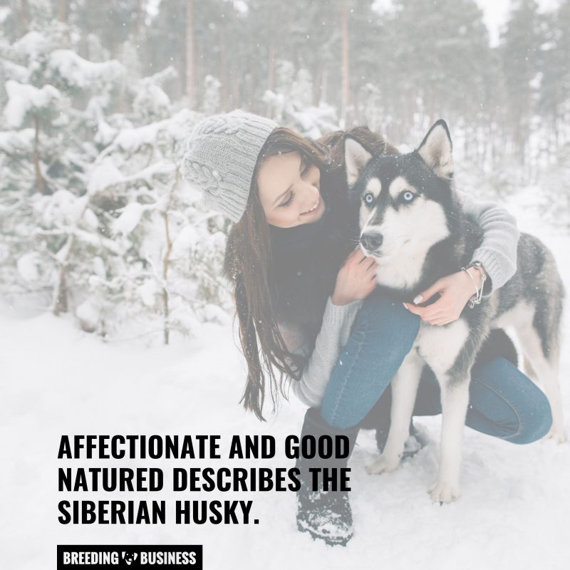 husky temperaments 