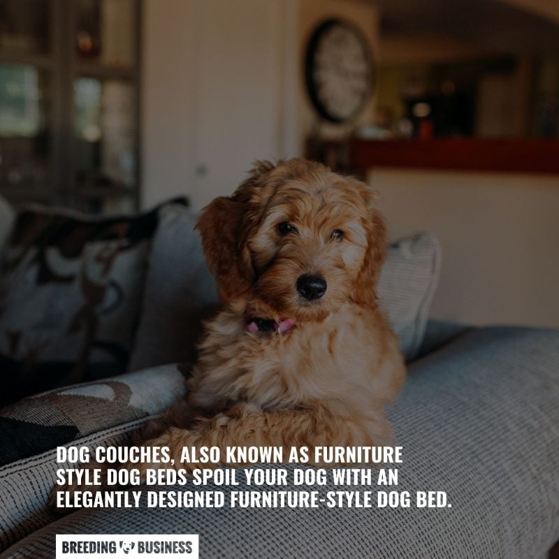 do dog couches have health benefits