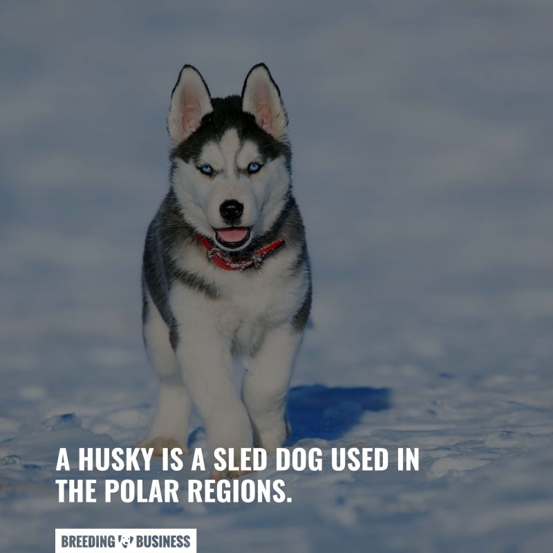 huskies are sled dogs