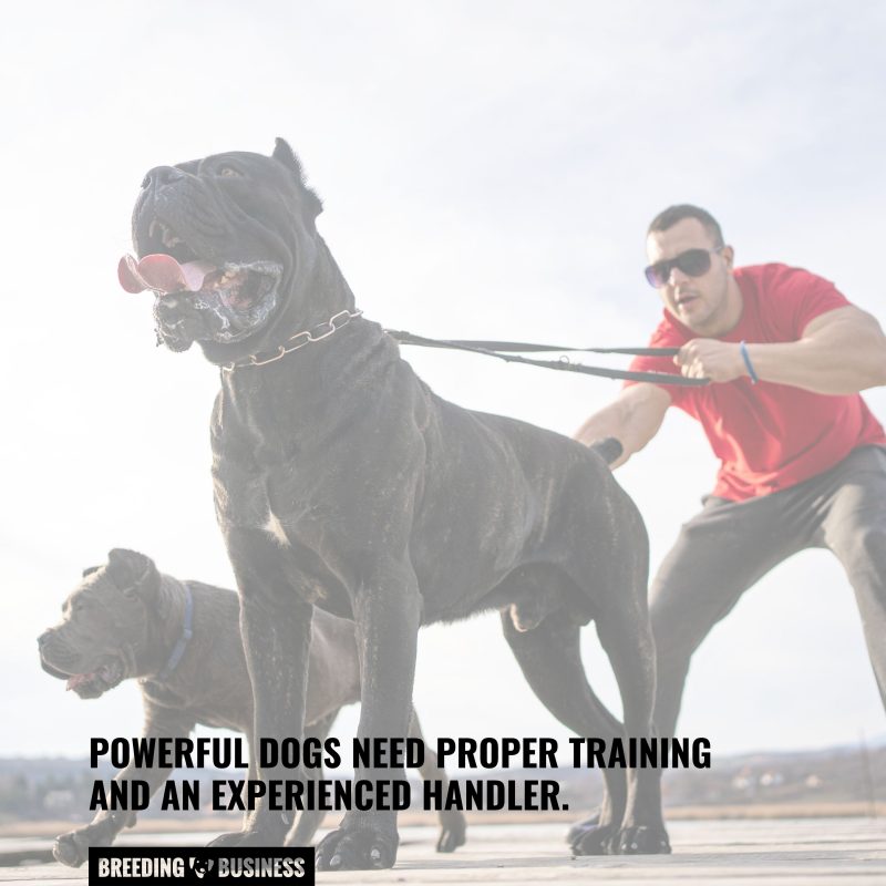 importance of having the right handler