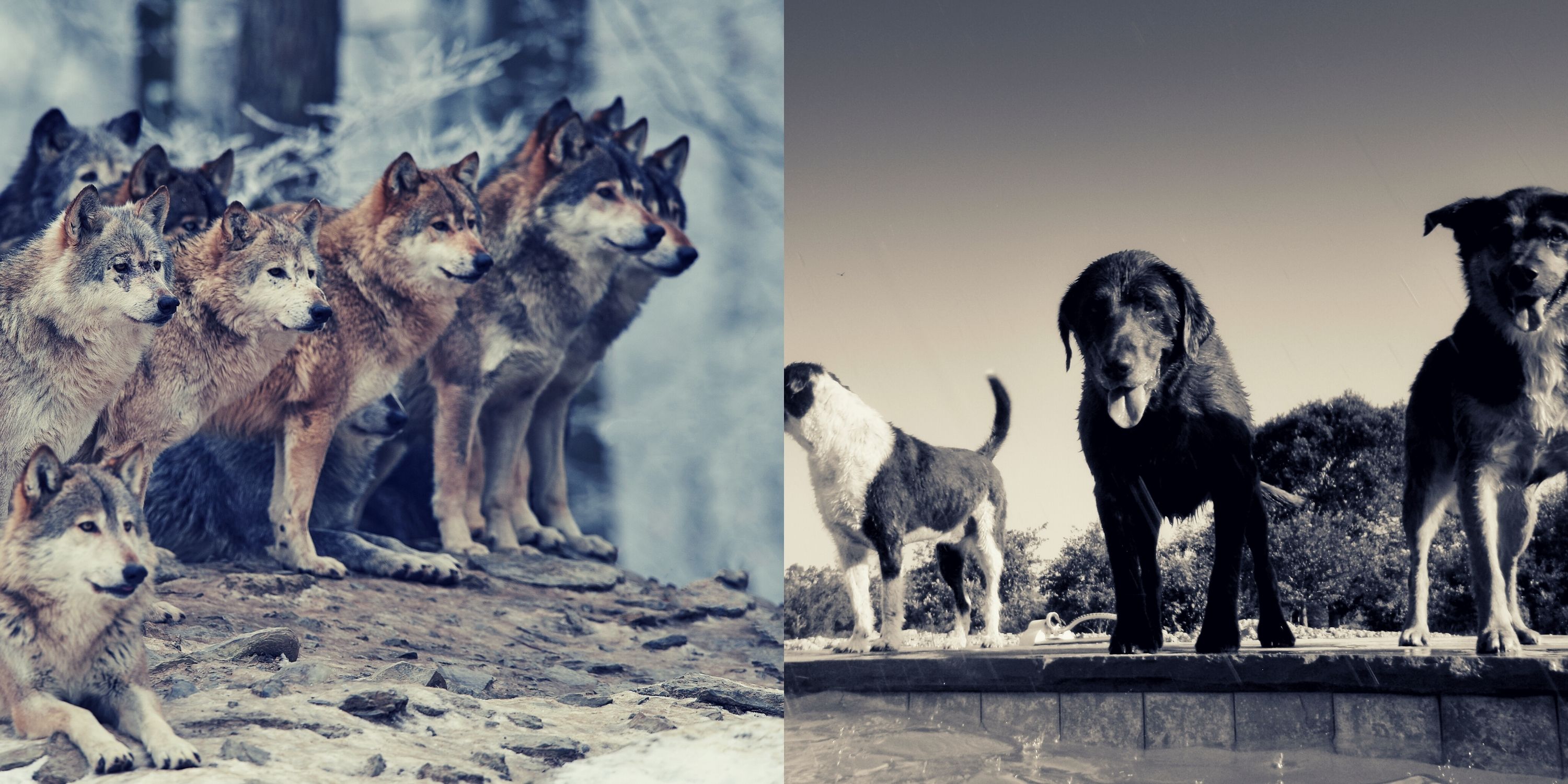 comparison between wolves and dogs