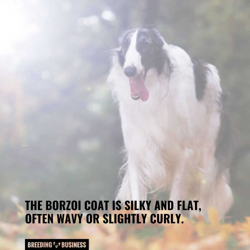 borzoi dog breed