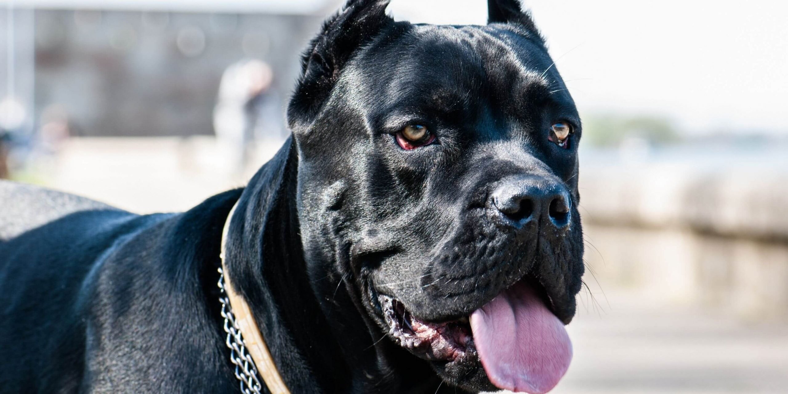 eruption bride sextant Cane Corso Breeding — Background and Best Practices