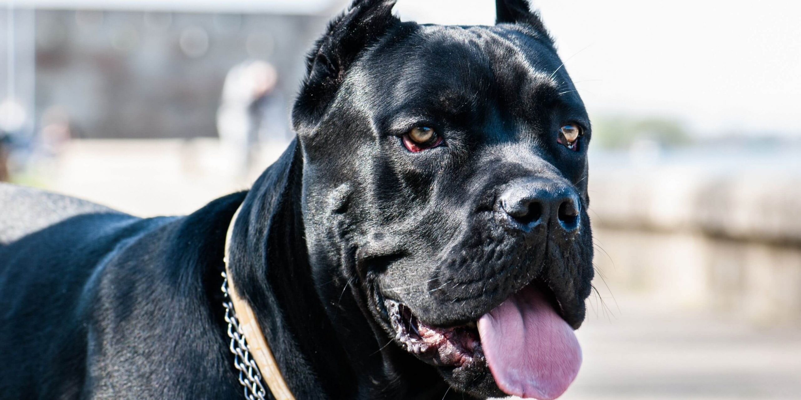 cane corso plush