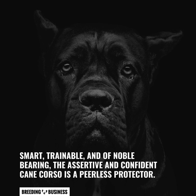 The personality of the Cane Corso.