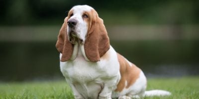 floppy eared dog breeds