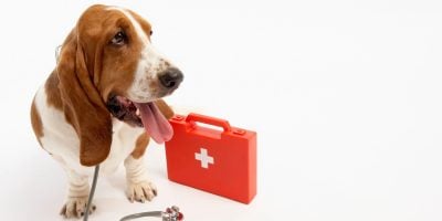 The Perfect Dog First Aid Kit — What’s In It?