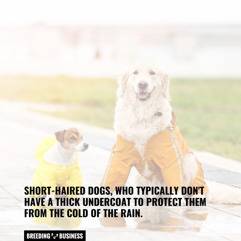 dog raincoats for short-haired dogs