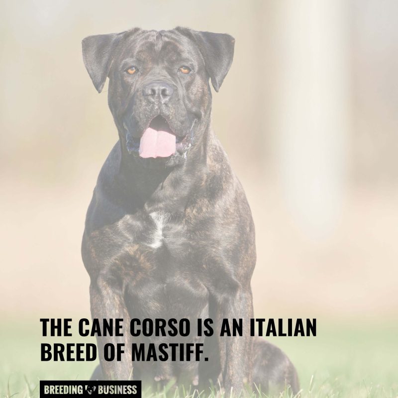 The personality of the Cane Corso.