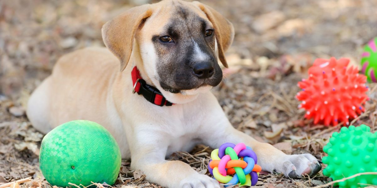 Image showcasing 11 Best Indoor Puppy Toys – Buying Guide, Advice, Materials & FAQ
