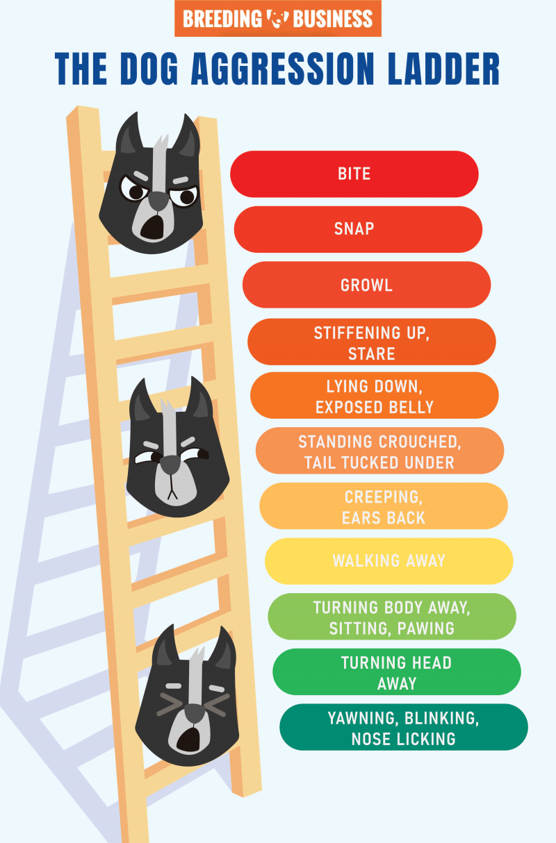 Dog Aggression Ladder What Is It Examples FAQ
