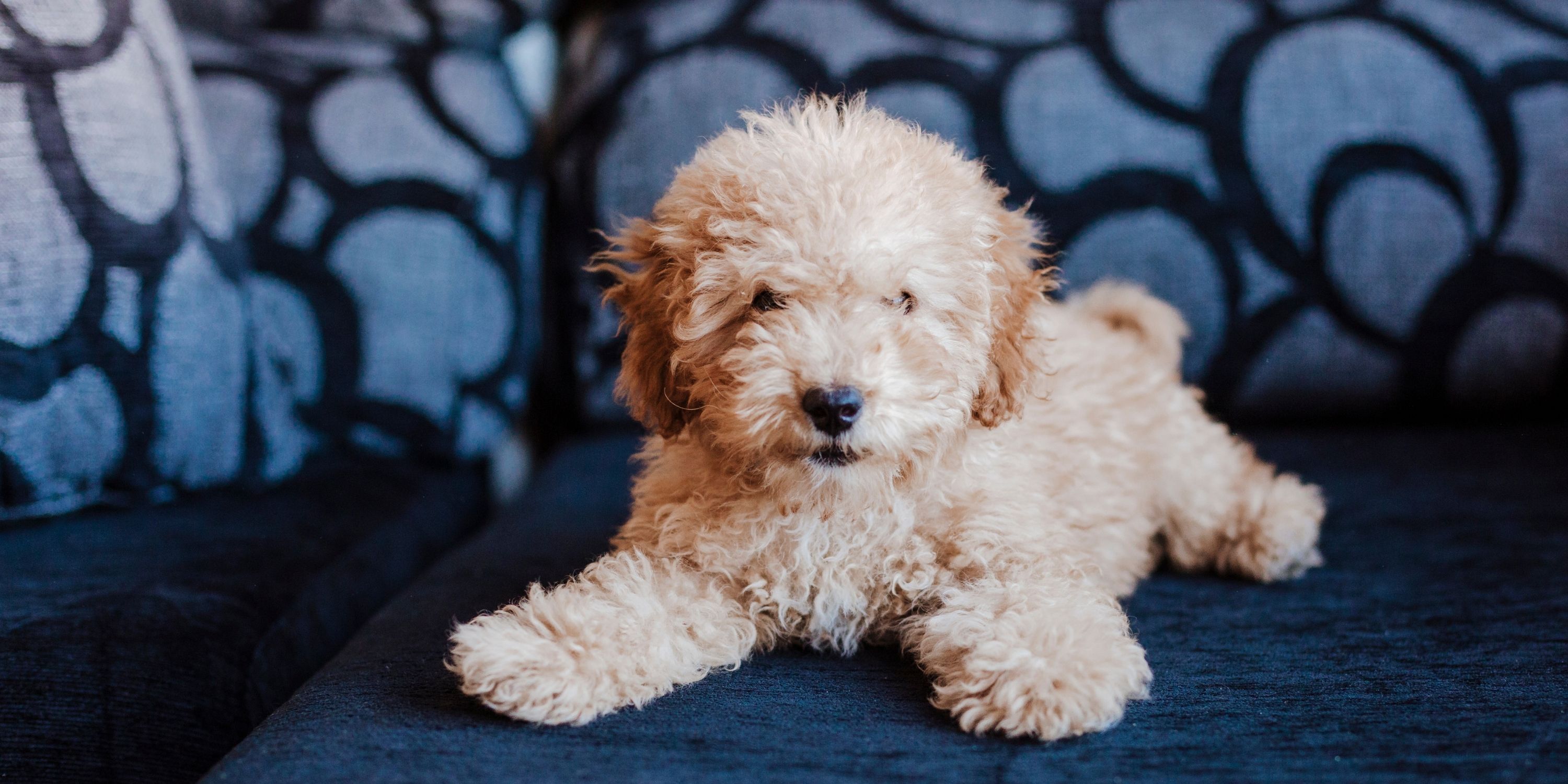 Is a Toy Poodle Smaller Than a Miniature Poodle – Learn The Differences