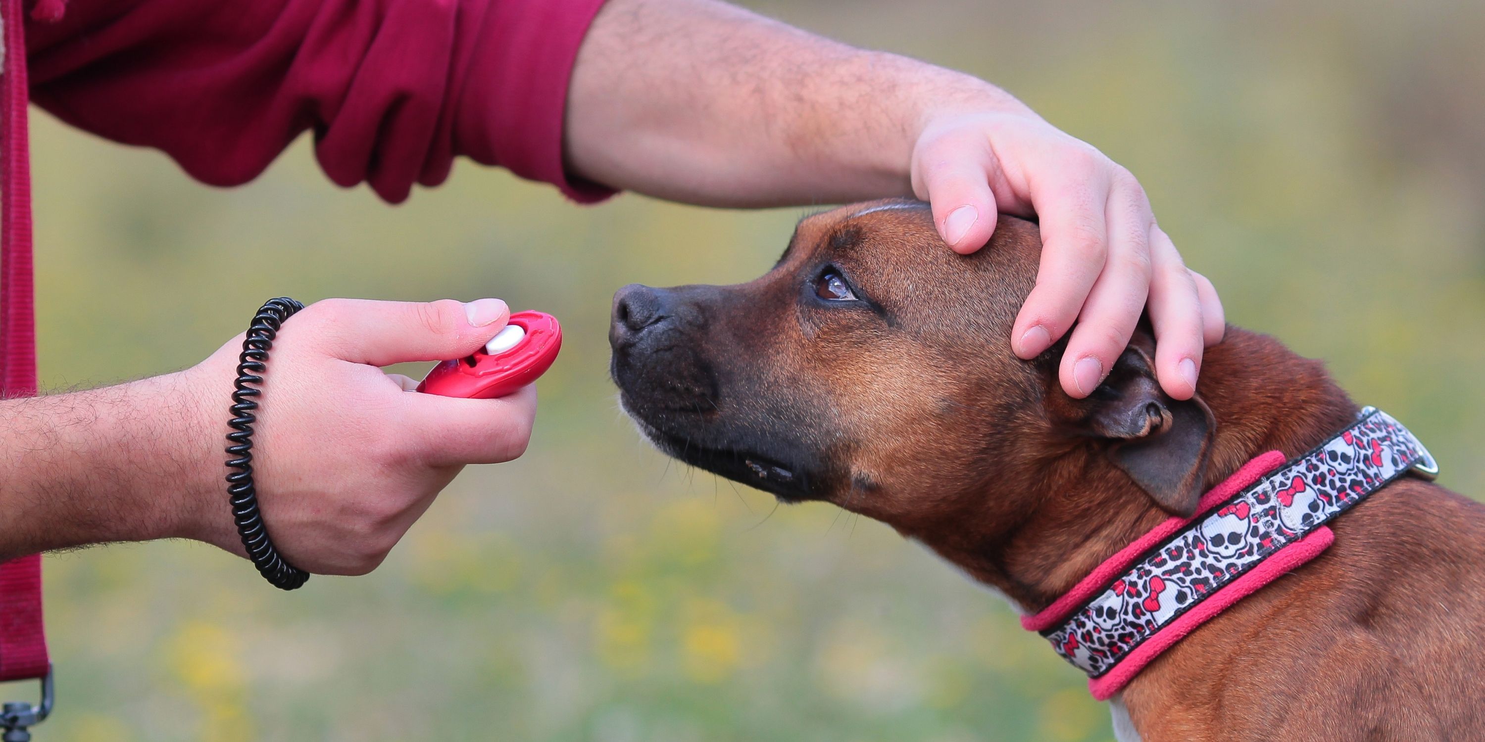 Puppy Training The Woodlands Texas