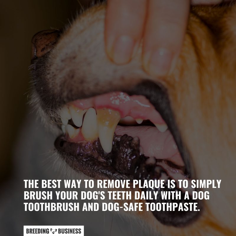 brushing your dog's teeth