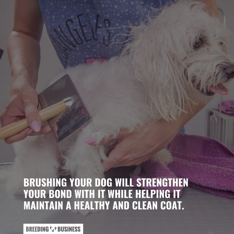 brushing dog's coat