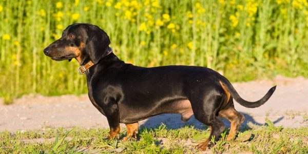 10 Common Male Dog Breeding Problems – Infertility, Libido & FAQ