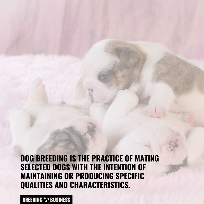 Negative Effects of Dog Breeding – Consequences, Prevention & FAQ