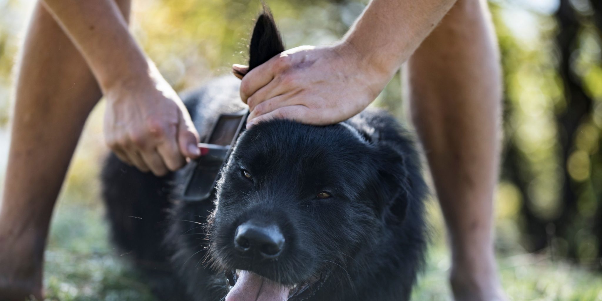 Top 5 Best Silent Dog Clippers for Grooming Anxious Dogs