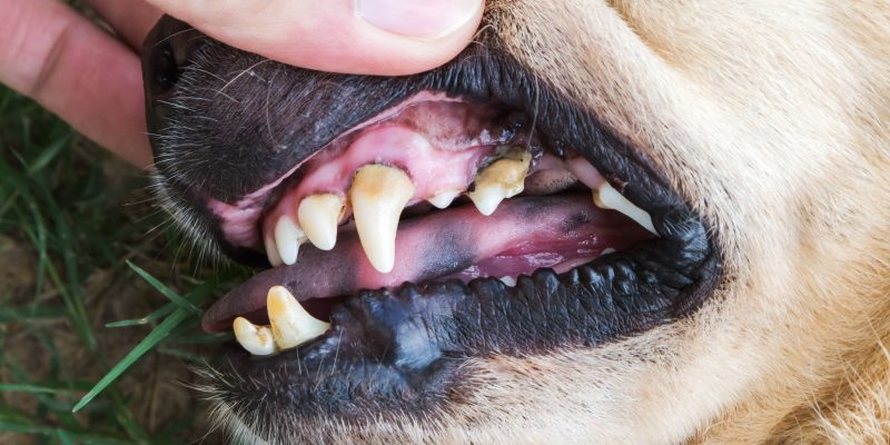 what causes tartar on dogs teeth