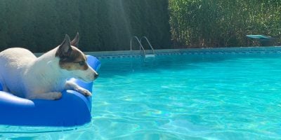 Discover the best pool floats for your dog!
