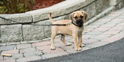 training leashes best for puppies