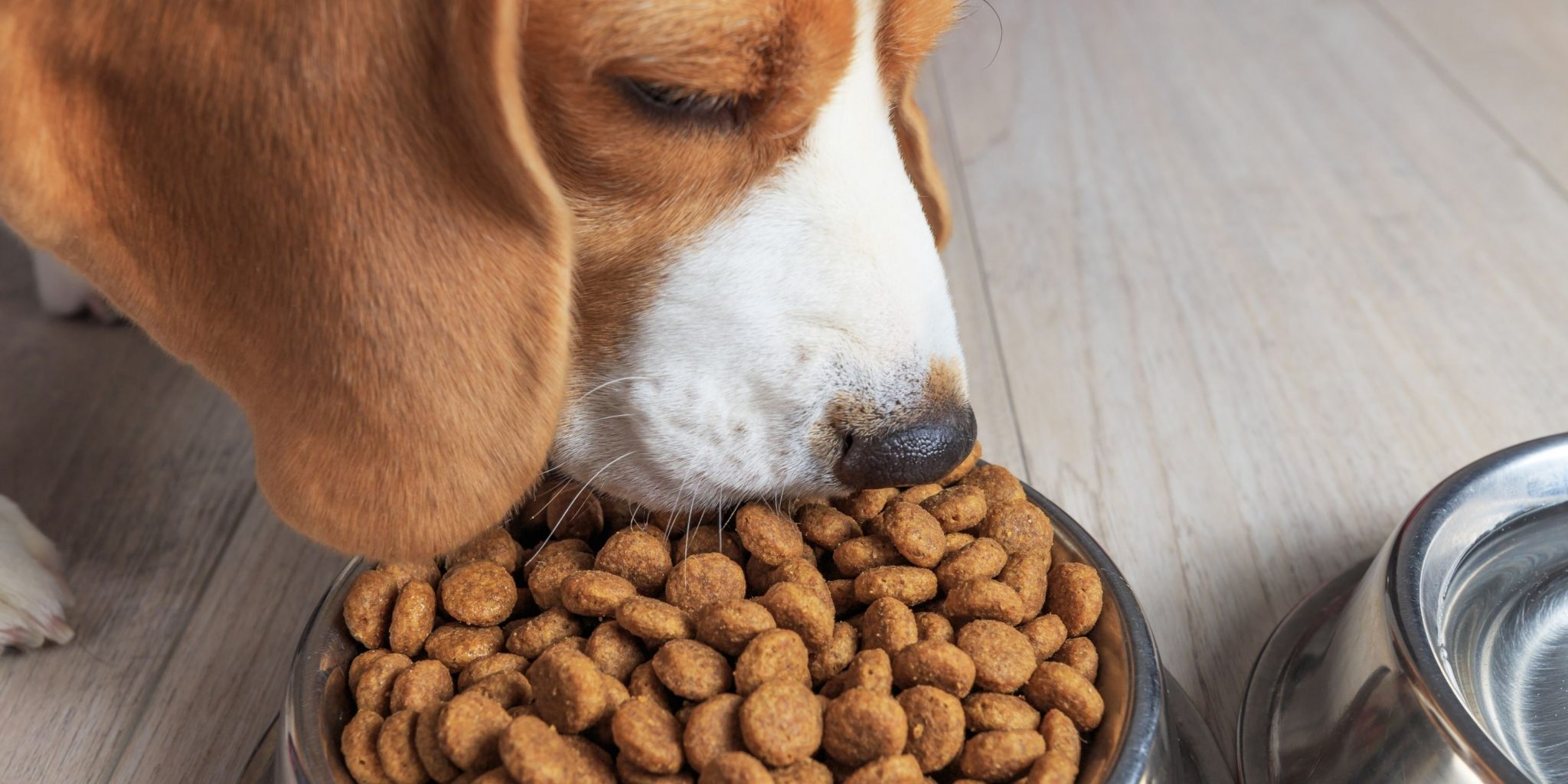 14 Best Dog Foods For Gassy Dogs Plus How to Prevent Flatulence
