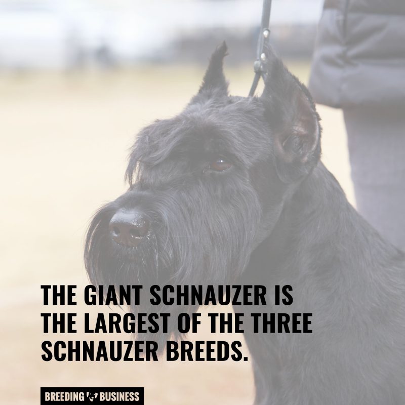 the largest breed of schnauzers are giant schnauzers