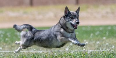 Find out how to breed Swedish Valhund Dogs.