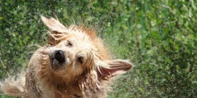 Find out everything about the wet dog smell and how to get rid of it!