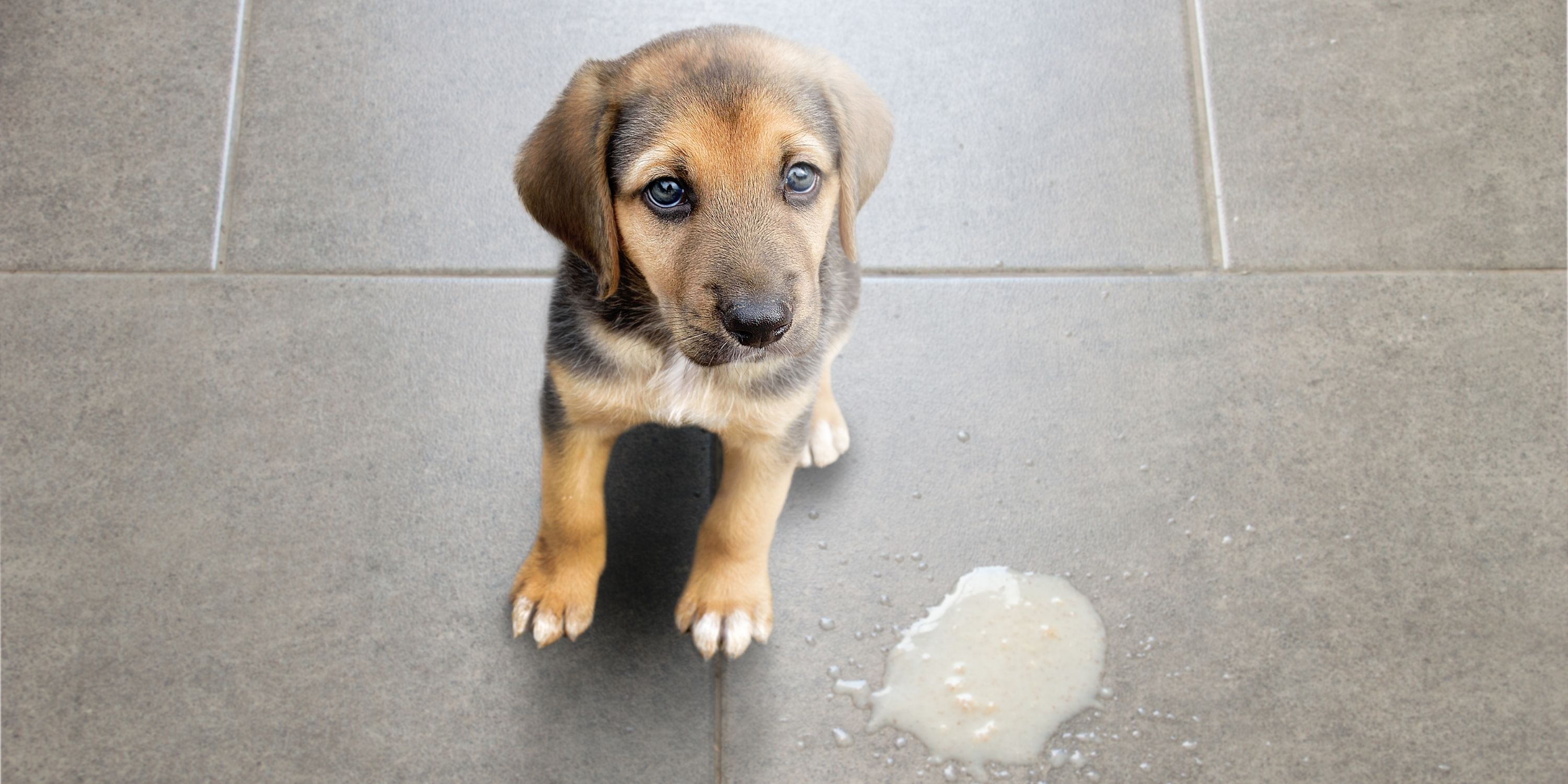 dogs vomiting foam