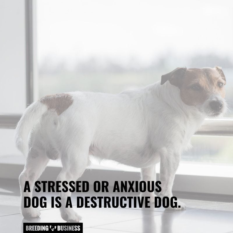 dog that is anxious