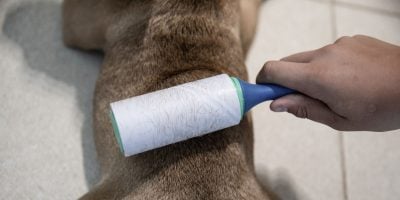 best shedding supplements for dogs