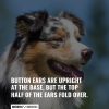 Types of Dog Ears – Rose, Button, Cocked & All Ear Types