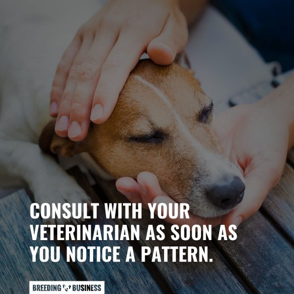 Dog Throwing Up White Foam Common Causes, Treatments & FAQ