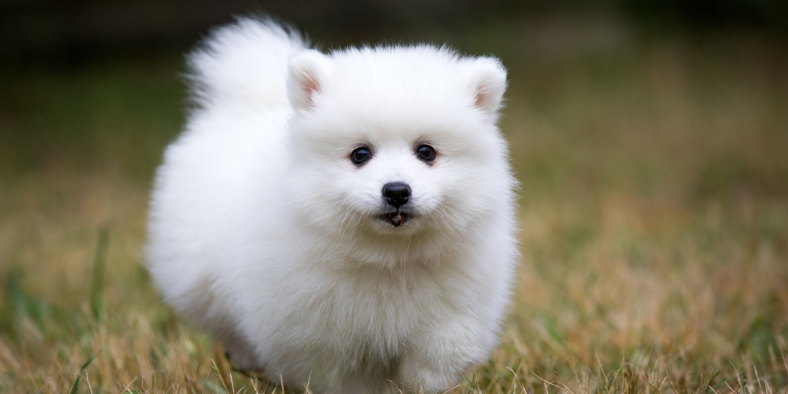 cute white fluffy dog