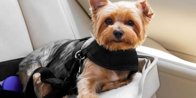 Find out the best car seats for your puppy or small dog!