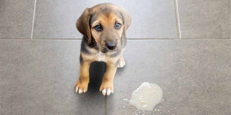 Picture of 13 Best Hypoallergenic Dog Foods – Buying Guide and Reviews