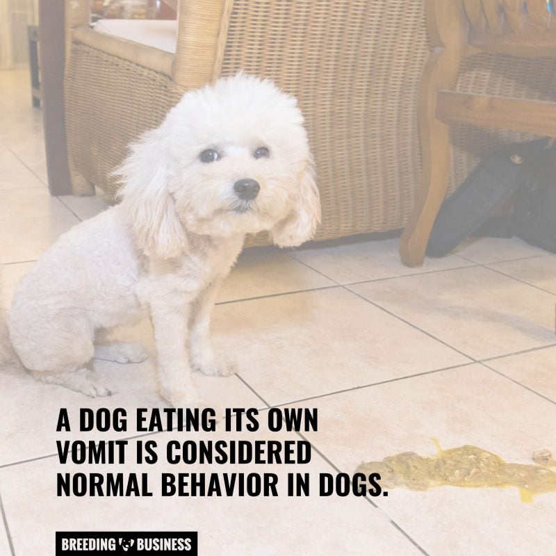 eating vomit is normal behavior in dogs