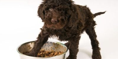 Find out the best dog food for your tiny puppy.