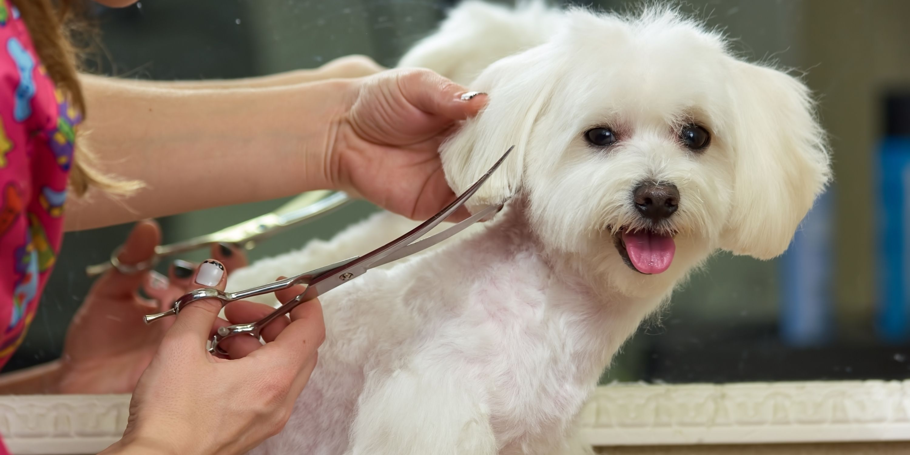 grooming thinning scissors for dogs
