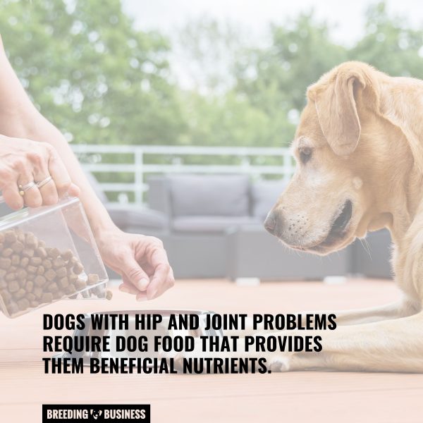 15 Best Dog Foods For Joint Pain – Prevents Arthritis & Other Joint Issues
